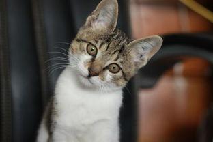 娱乐吃瓜小猫咪视频,揭秘娱乐圈那些事儿